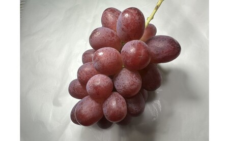 ぶどう クイーンルージュ(R) 信州上田産 金剛地ぶどう 約1kg 2～3房 ぶどう 葡萄 ブドウ クイーンルージュ 1kg 果物 くだもの フルーツ デザート 旬の果物 旬のフルーツ 長野県 長野