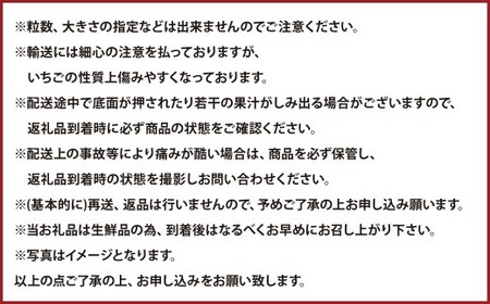 大粒あまおう 4パック 計約1000～1080g あまおう いちご イチゴ 苺 果物 くだもの フルーツ【2027年2月上旬～4月下旬発送予定】