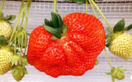 春のあまおう 2L・2A・G規格以上 約250～270g×4パック あまおう いちご イチゴ 苺 果物 くだもの フルーツ【2027年3月上旬～4月下旬発送予定】