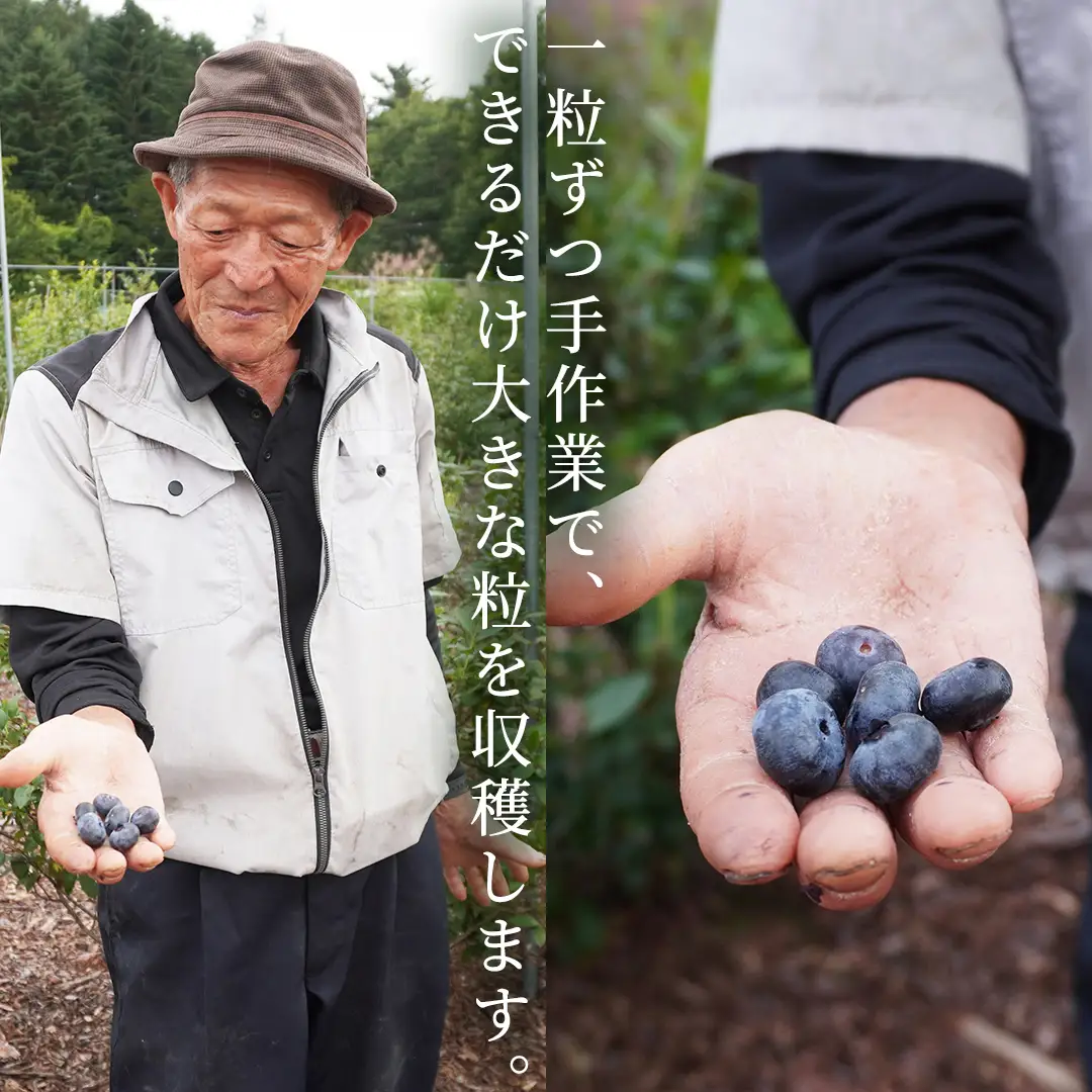 【 最短 7日以内 発送 】 冷凍ブルーベリー 大粒 1kg 数量限定 国産 フルーツ スムージー 果物 くだもの 農家直送 スイーツ アイス ノーザンハイブッシュ系 ミックス [AT015tu]