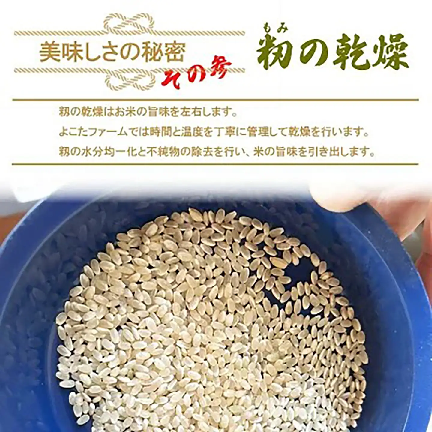 【9月上旬より順次発送】令和8年産 コシヒカリ 玄米 5kg 新米 こしひかり