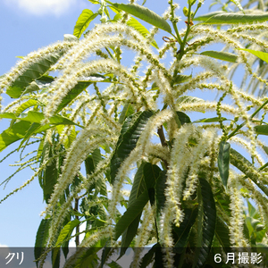 ＜すだ農園＞3年生苗 クリ(栗 中生種) 銀寄(ぎんよせ)[ふるい苗 2023年]苗木 接ぎ木 実がなる 庭木 大苗 果樹 ※北海道・沖縄・離島への配送不可 ※2025年11月中旬～2026年3月下旬頃に順次発送予定