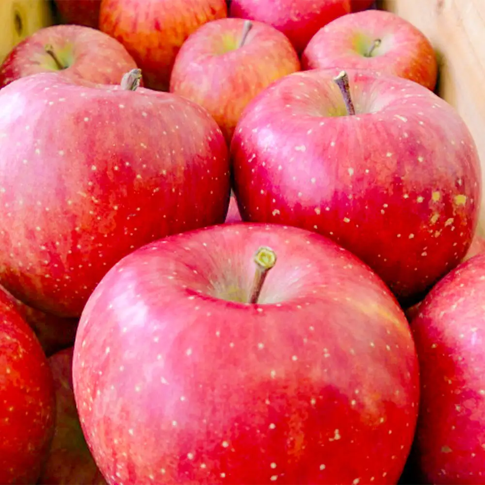 【26年12月中旬～発送】りんご サンふじ【訳あり】約3kg 先行受付 しらかみラボ 家庭用 青森県 弘前市 果物 フルーツ 林檎 リンゴ くだもの 不揃い 規格外