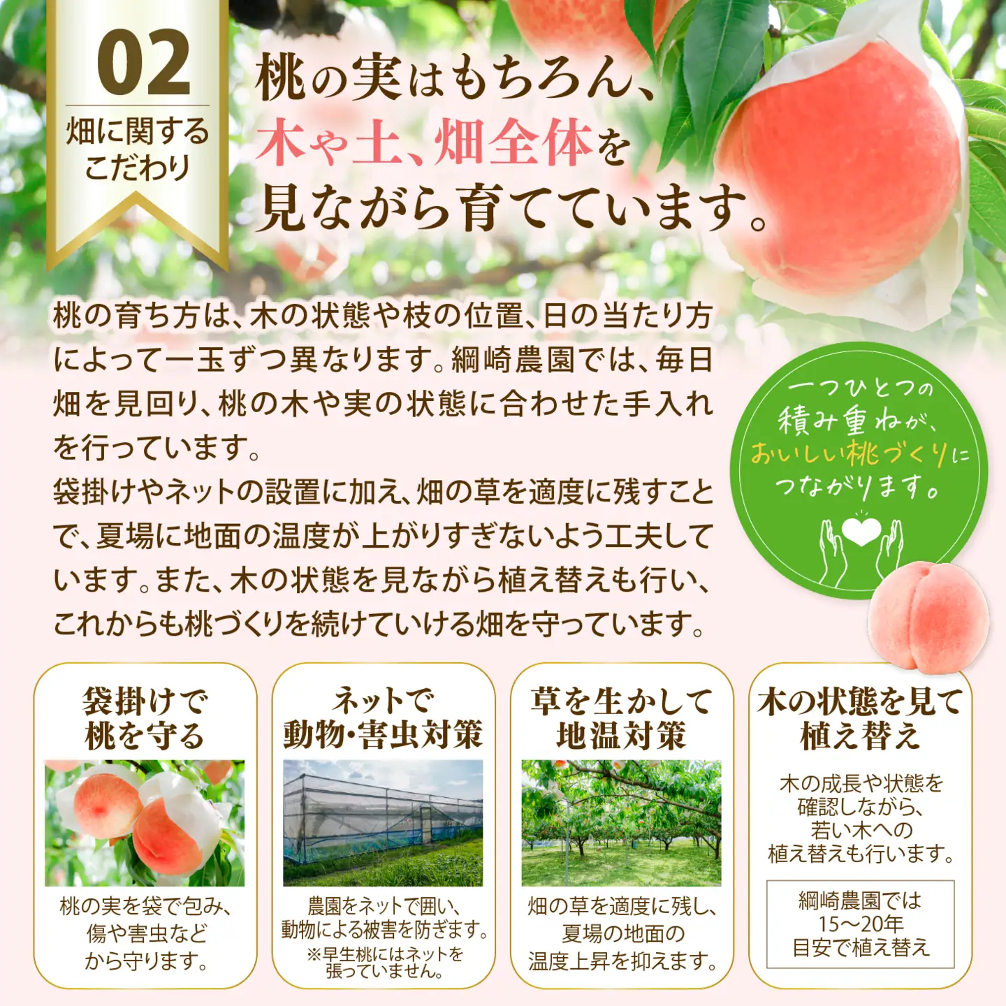 【綱崎さんの桃】完熟桃のシロップ漬け 3kg ※離島への配送不可 | スイーツ お菓子 バレンタインデー ホワイトデー 完熟 国産 桃 お中元 お歳暮 贈り物 贈答用 グルメ ギフト