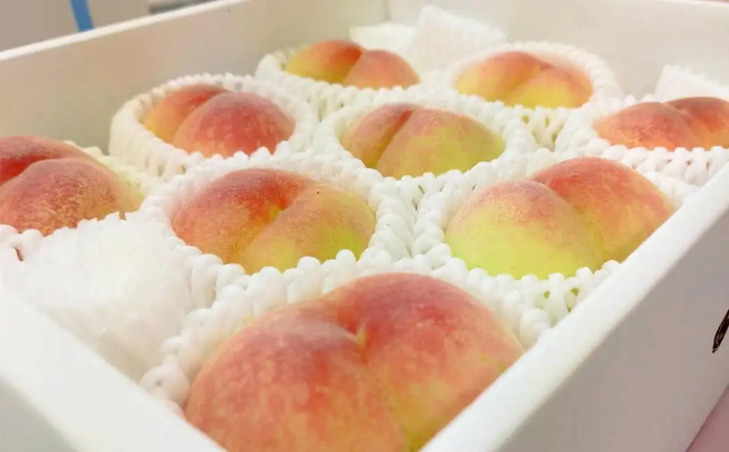 【先行予約】岡山白桃 約1.5kg（6玉前後）【2027年7月上旬～7月下旬迄順次発送予定】【もも 桃 清水白桃 白桃 果物 フルーツ 国産 人気 おすすめ 岡山県 倉敷市】