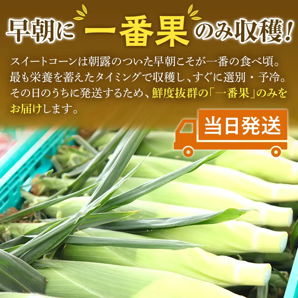 地元テレビで紹介!【先行予約】糖度18～19度! 北海道旭川産朝採れスイートコーン約5kg (2026年8月中旬発送開始予定) | とうもろこし _05256