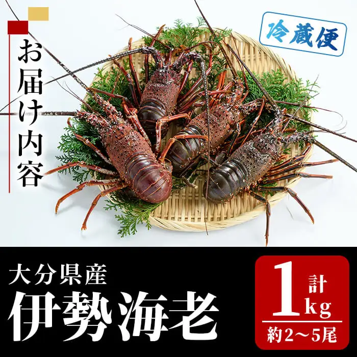 ＜期間限定＞大分県産 伊勢海老 (計1kg・約2～5尾) エビ えび 海老 刺身 魚介 海鮮 【opba010】【海べ】