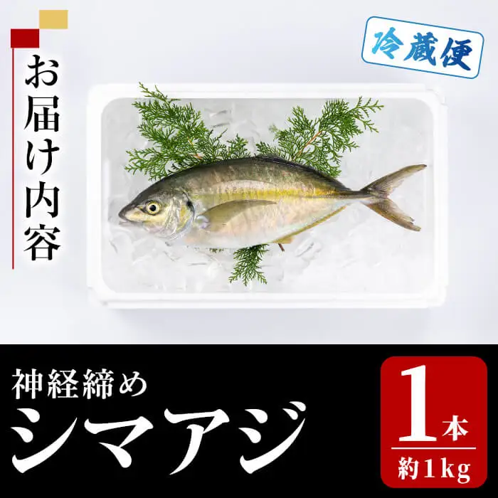 鮮魚 シマアジ (1本・約1kg) 鯵 アジ あじ しまあじ 獲れたて 神経締め 塩焼き 刺身 魚介 海鮮 【opba011】【海べ】