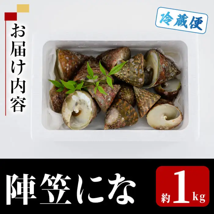 陣笠にな (約1kg) 魚介 貝 にな ニナ 海鮮 バーベキュー 【opba012】【海べ】