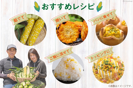 BJ453【令和9年度出荷分】 とうもろこし スイートコーン ホワイト 2L〜3Lサイズ 4本〜5本 約2kg