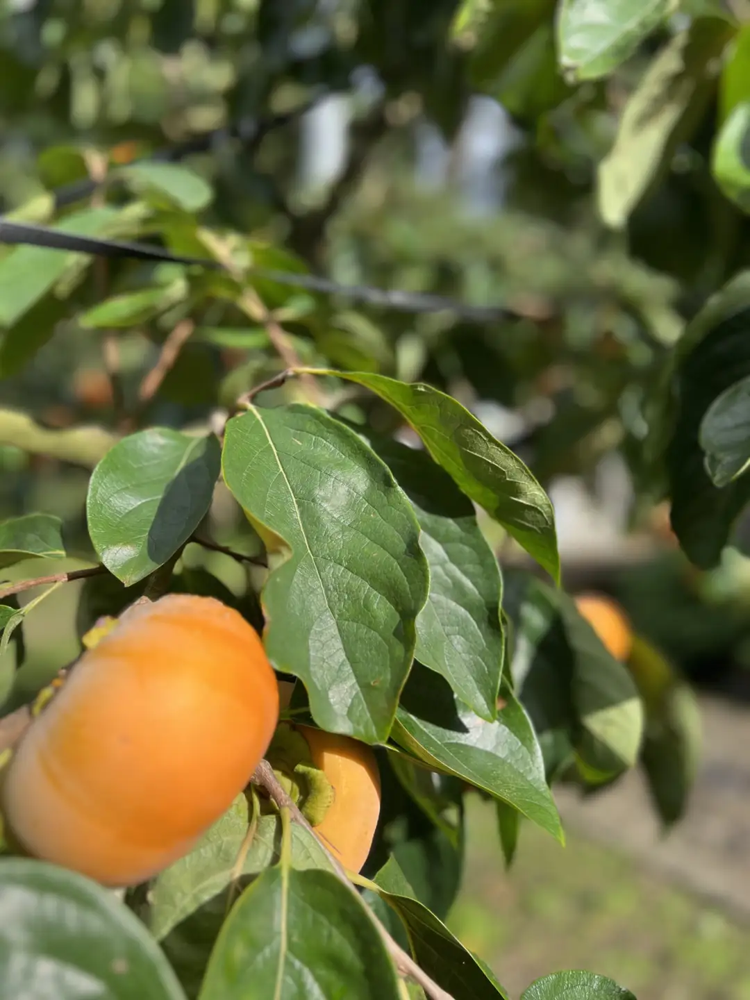 Y1057 鳥取県のブランド柿「輝太郎柿」 2kg