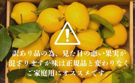 ご家庭用アレンユーレカ種レモン1.5ｋｇご家庭用 サイズお任せ 今が旬 農園直送 れもん 人気 数量限定 先行予約 柑橘 愛媛みかん かんきつ 国産 愛媛県
