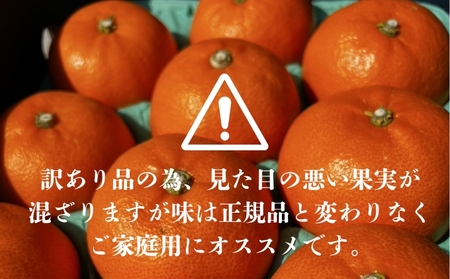 せとか 約1.5kg ご家庭用 サイズお任せ 今が旬 農園直送 みかん 人気 数量限定 先行予約 柑橘 蜜柑 ミカン 愛媛みかん かんきつ 国産 愛媛県