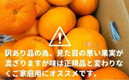 いよかん約1.5kg　ご家庭用訳あり伊予柑 東温市産 サイズお任せ 今が旬 農園直送 みかん 人気 数量限定 先行予約 柑橘 蜜柑 ミカン 愛媛みかん かんきつ 国産 愛媛県