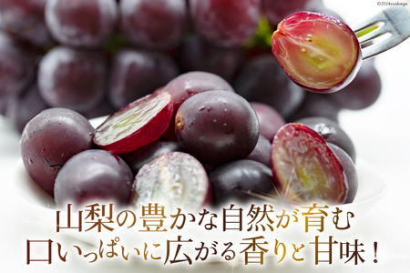 山梨県産 ピオーネ 約1.8kg [株式会社えべし 山梨県 中央市 21470729] フルーツ 果物 くだもの 産地直送 期間限定 季節限定 冷蔵 【2026年8月下旬-10月上旬発送予定】