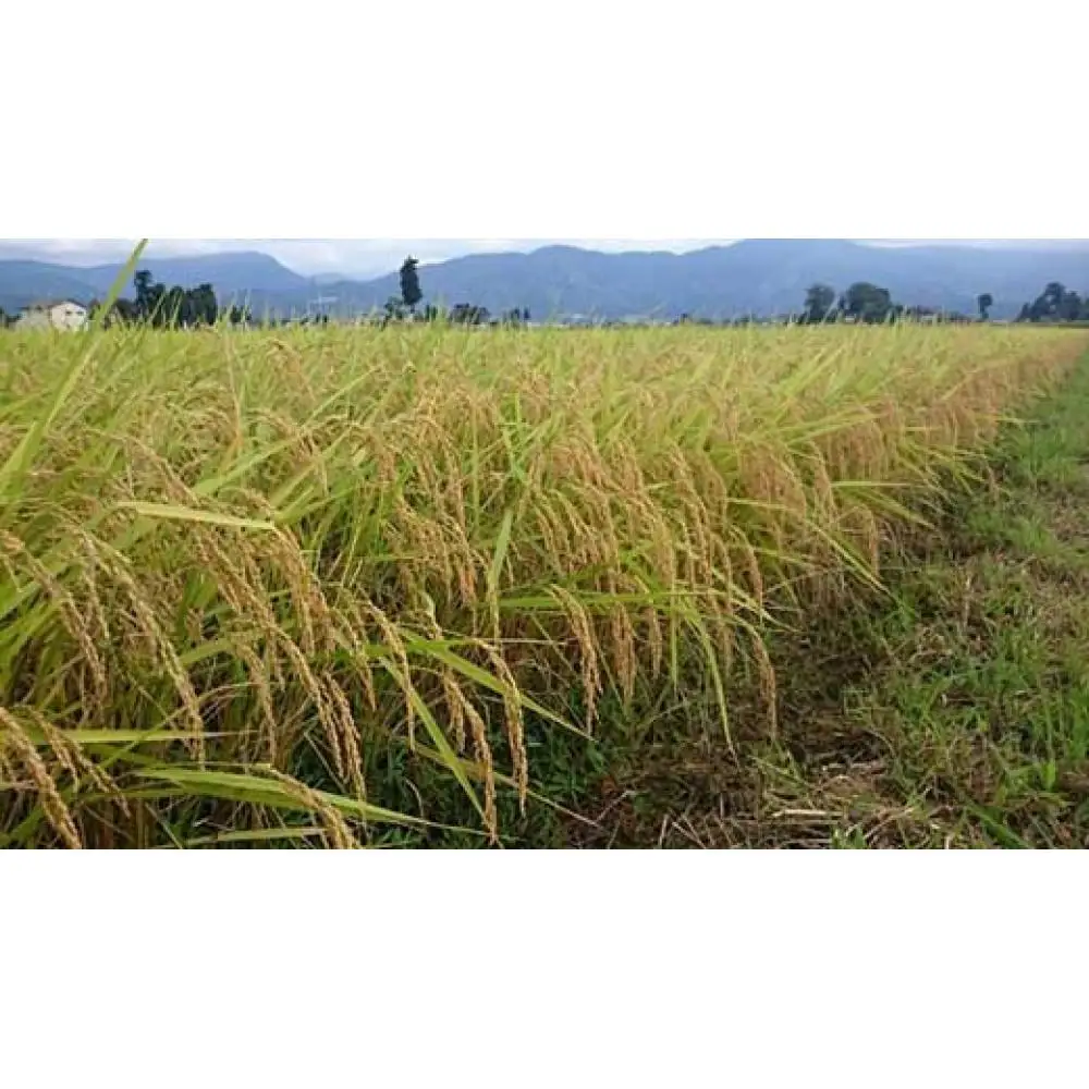 【令和8年産】富山県産こしひかり　育（はぐくみ）贈答用　300ｇ（２合）６個入り《南砺の逸品》