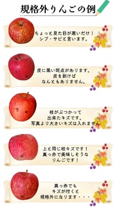 【2026年11月下旬発送】 りんご 約 2kg サンふじ 【規格外】 青森県産 りんご
