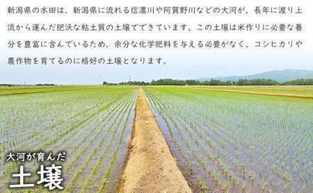 有機栽培米新潟産コシヒカリ5kg　毎月3回連続でお届けします。 米 お米 こめ コメ ごはん 新潟 白米 コシヒカリ ブランド米 銘柄米 お取り寄せ 産地直送
