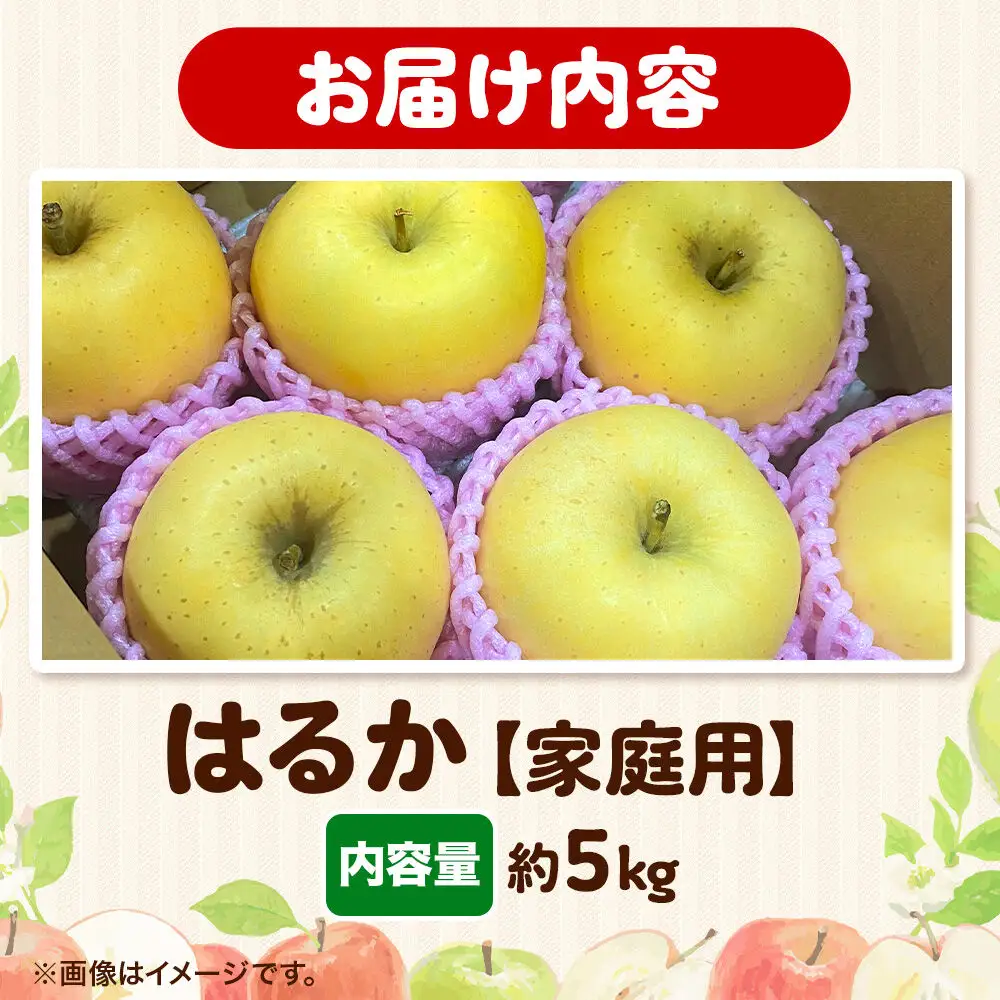 りんご はるか 家庭用 約5kg 先行受付 12月発送 りんご