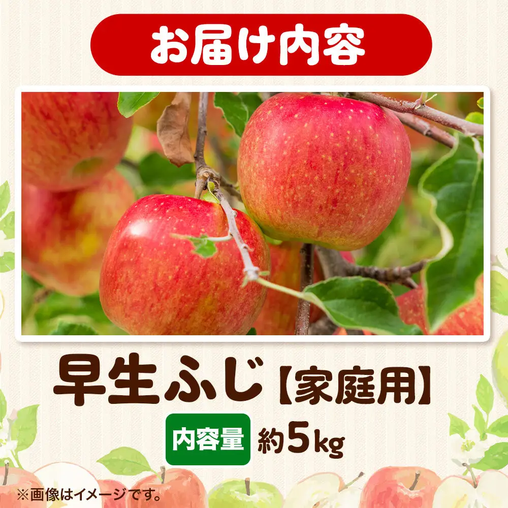 りんご 早生ふじ 家庭用 約5kg 先行受付 10月発送 りんご