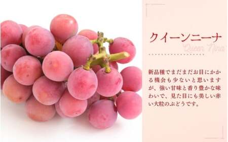 訳あり シャインマスカット 訳あり大粒ぶどう３種セット シャインマスカット約1.8kg 【nisfarm013-02】