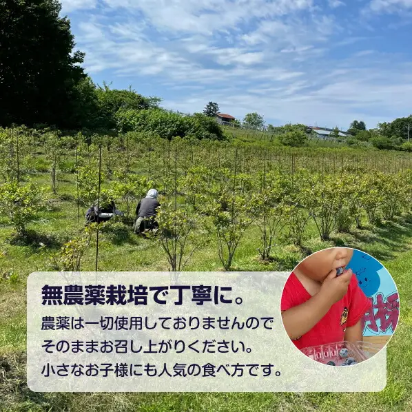 【先行予約：2026年8月中旬以降発送】【余市産無農薬】冷凍ブルーベリー 残留農薬検査済み 2026年収穫_Y155-0002