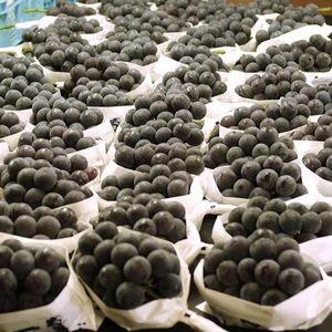 ぶどう ピオーネ オーロラブラック 約2kg 3～4房 食べ比べ セット 高梁市産 2026年 先行予約 葡萄 ブドウ うめづぶどう園