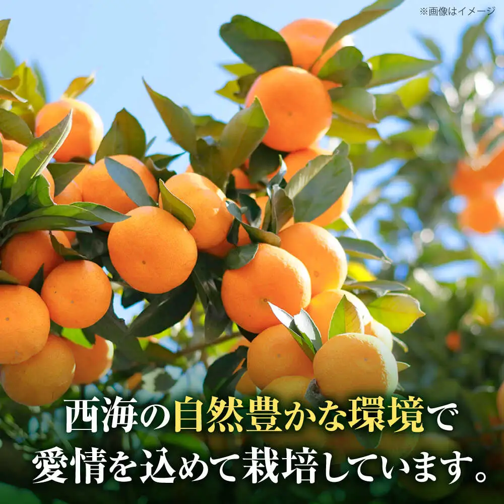 【11月中旬より配送開始】 原口みかん 約5kg （S,Mサイズ混合）＜濱崎ファーム＞ [CGT002] みかん