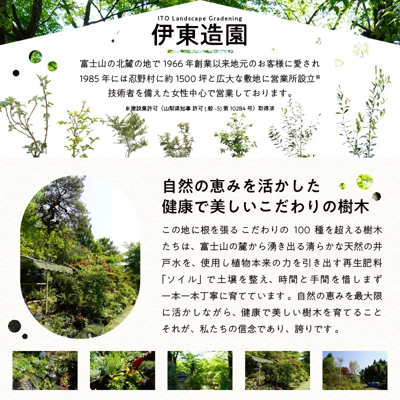 植木　シャクナゲ　0.4ｍ