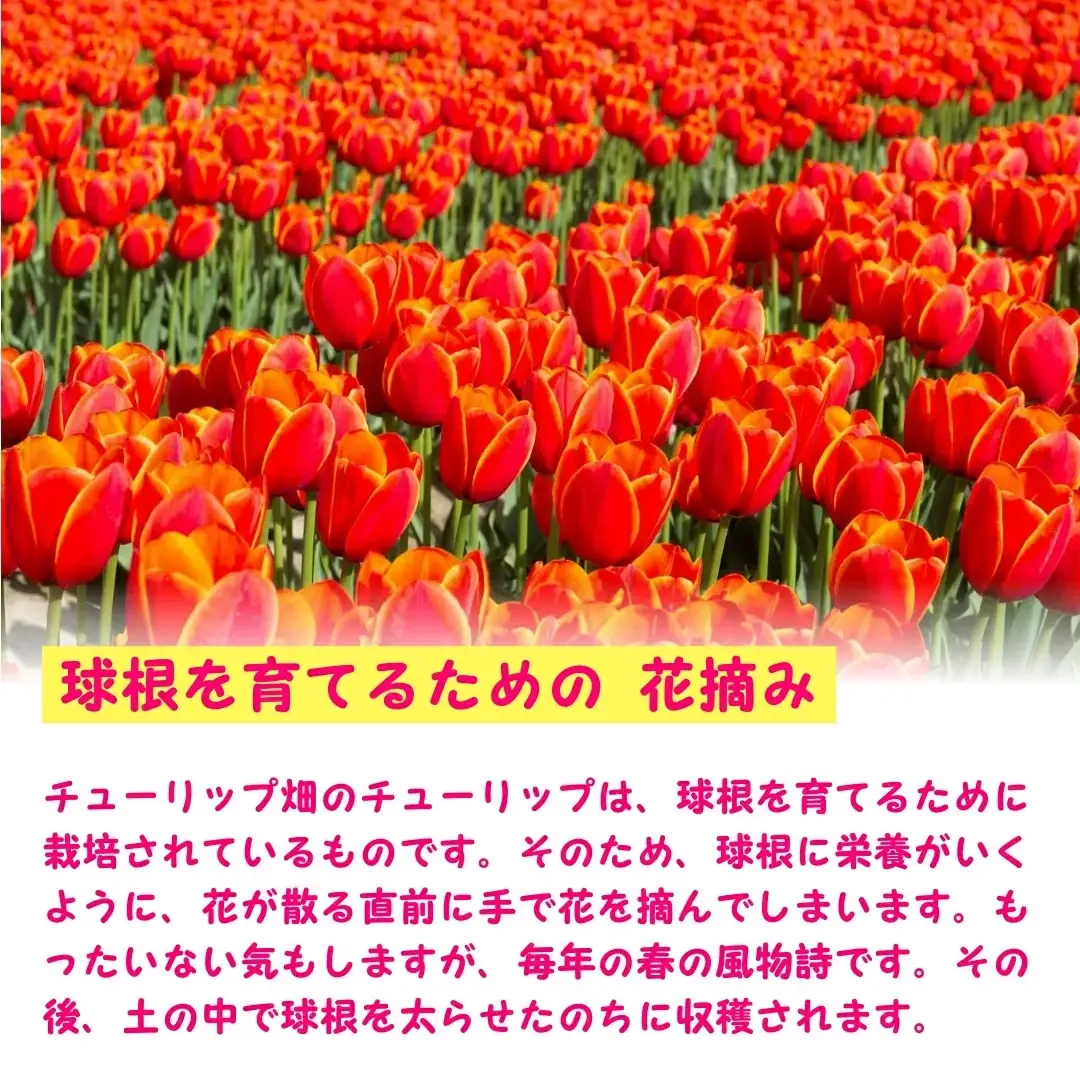 チューリップ 球根セット 40球入 | チューリップ 球根 五泉市 新潟県