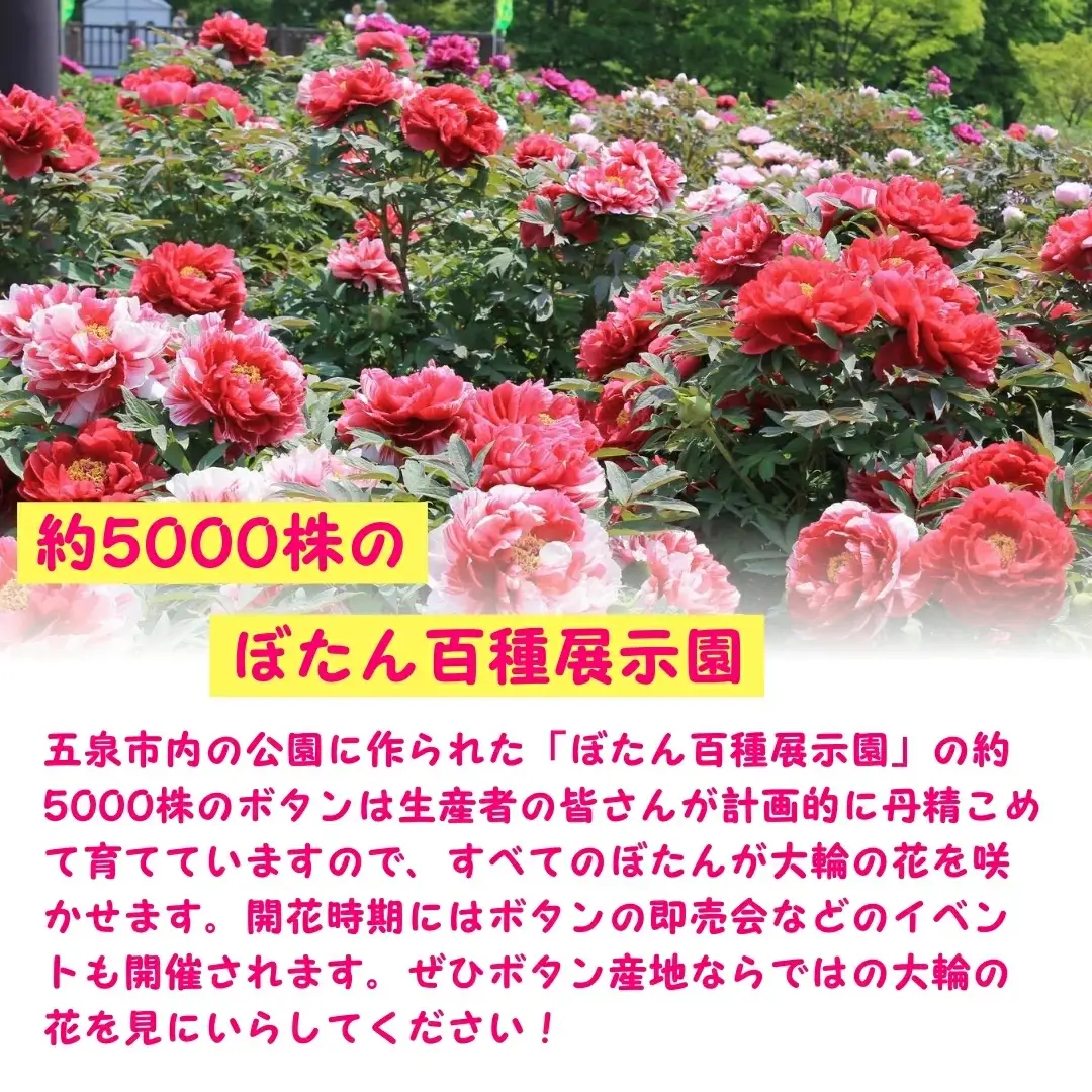 ボタン 牡丹 根巻 3年生 特大苗 2色 各1株 苗木 新潟 五泉市 期間限定