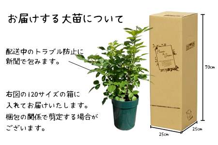 花巻温泉バラ園 オリジナル品種「ホリデー花巻」　＜2027年3月より順次発送＞【2282】