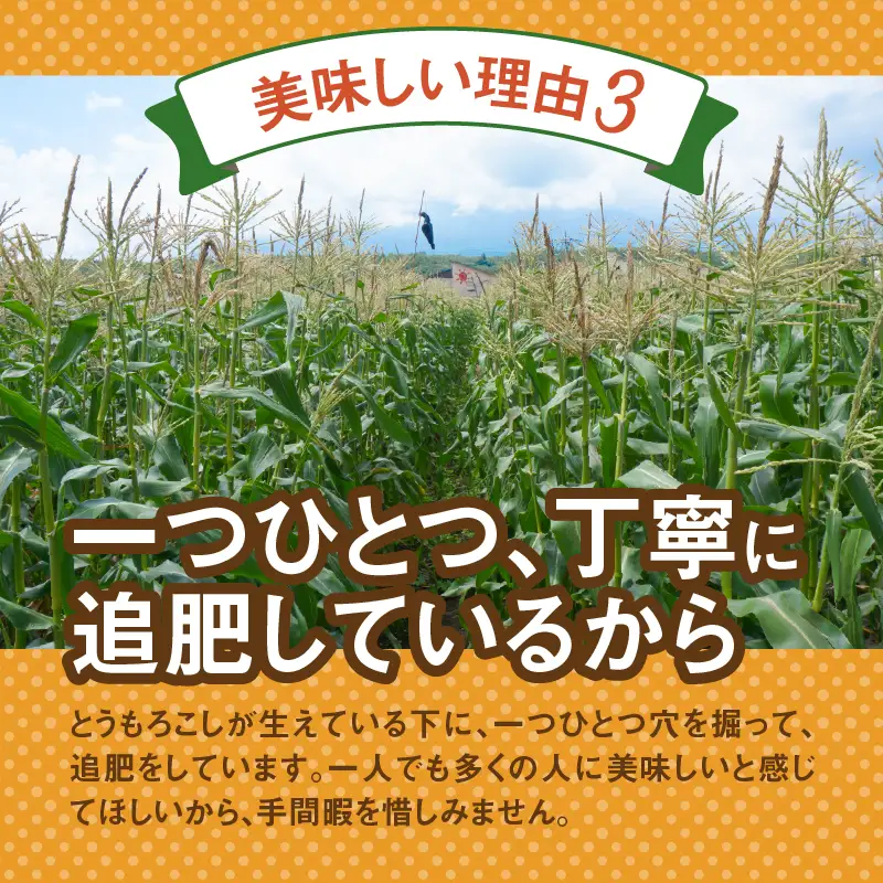 ＼＼★セレクト定期便(月3回お届け)★ 2027年先行予約／／ 富士北麓忍野村の気候、水、自然で作られた朝採りトウモロコシ（セレクト便）《約5kg 10～12本》