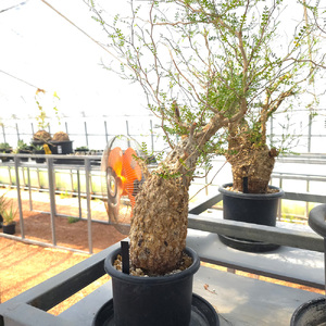 オペルクリカリア・パキプス「塊根植物の王様」(発根管理済) Z9｜観葉植物 コーデックス [0595]