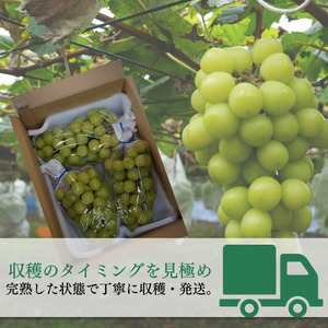 桜井農園のシャインマスカット