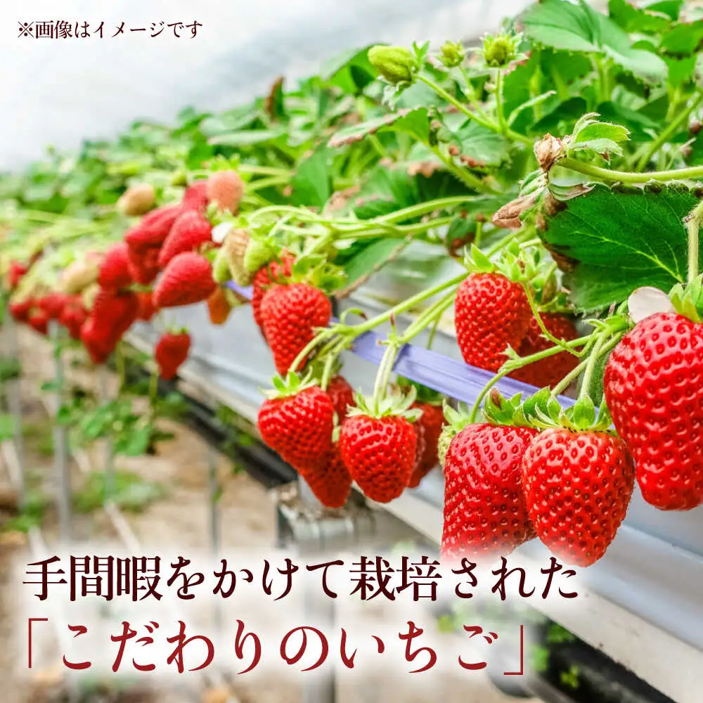 【先行予約】熊本県産いちご 約2kg（250g×8pc） イチゴ フルーツ 果物 熊本県産 熊本【日本フルーツ株式会社】[ZFJ052]