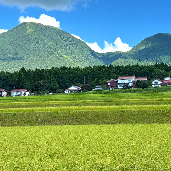 令和７年島根県産きぬむすめ10㎏（5㎏×2袋）【令和7年産 お米 きぬむすめ 10kg キヌムスメ 2025年産 米 おこめ こめ 島根県産】