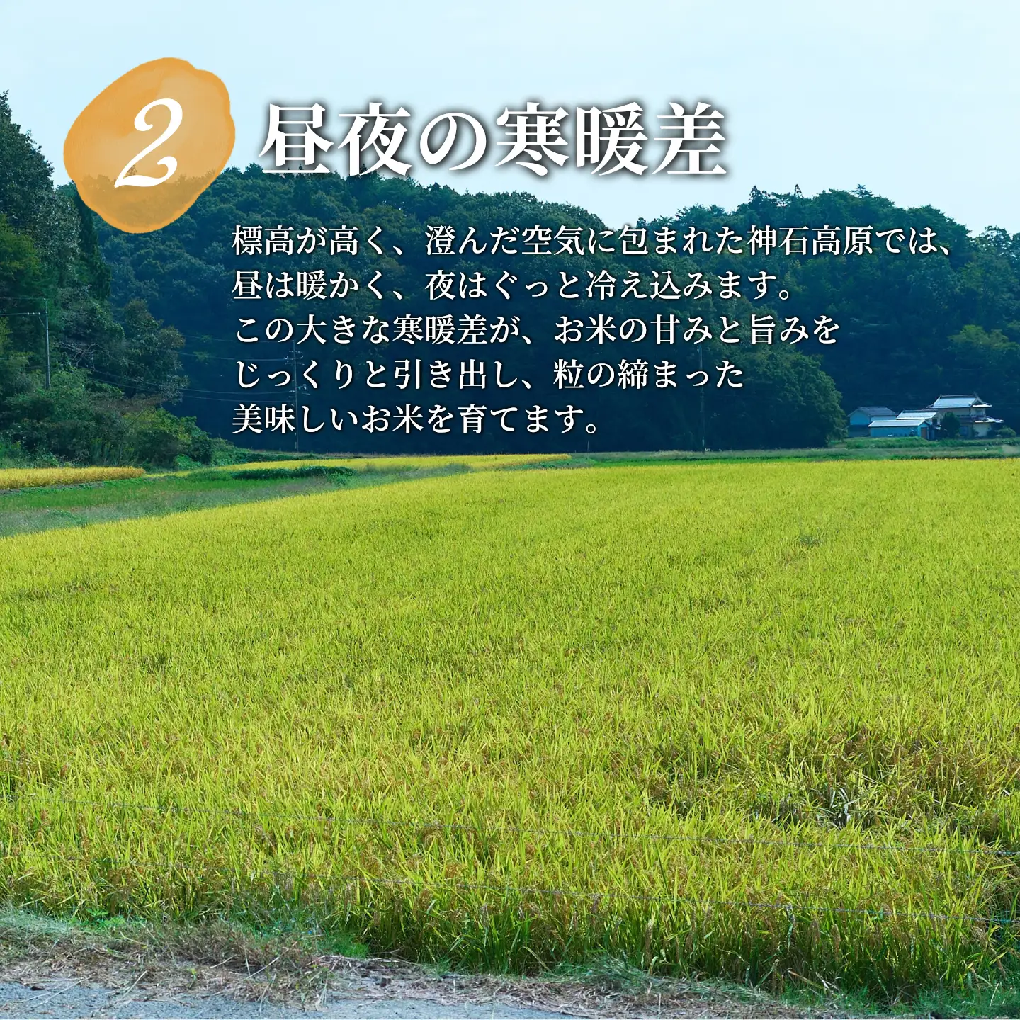 【ふるさと納税】コシヒカリ 神石高原産 新米 5kg 令和8年産 ＜美味しいお米を知っていただきたい＞ お米 白米 ご飯 ごはん 白ご飯 白飯 国産 コメ 広島県 神石高原町 送料無料《1カ月以内に出荷予定(土日祝除く) 》