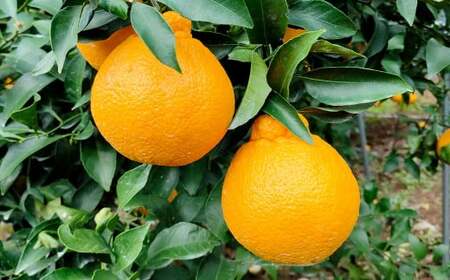 潮風をたっぷり受けた濃厚不知火 12～20玉（約4.5kg） 【2027年2月下旬-3月上旬発送予定】 デコポン みかん 柑橘 果物 フルーツ 熊本