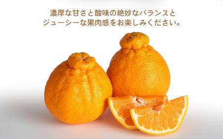 環境マイスターの不知火 良品 5kg （栽培期間中は無肥料・低農薬） 果物 くだもの フルーツ 不知火 しらぬい 柑橘 みかん 【2027年2月上旬-4月下旬迄順次発送予定】