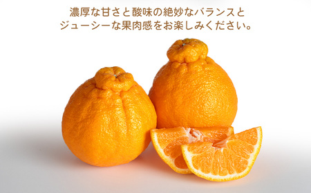 環境マイスターの不知火 良品 10kg （栽培期間中は無肥料・低農薬） 果物 くだもの フルーツ 不知火 しらぬい 柑橘 みかん 【2027年2月上旬-4月下旬迄順次発送予定】