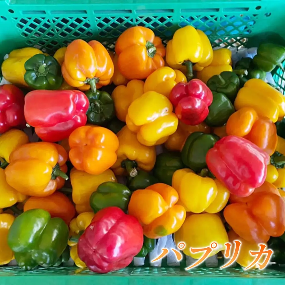 季節の野菜つめ合わせ【Mサイズ】　「ファーム和」 ／ 旬野菜 野菜セット 詰め合わせ 新鮮野菜 産地直送 おまかせ野菜 季節野菜 エコ農法 減農薬野菜 家庭用野菜 国産野菜 食べ比べ 料理好き サラダ野菜 夏野菜 山里育ち 旬食材 ファミリー向け 山口県 No.032