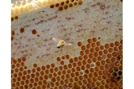 下松市笠戸島で採れた初夏採れ蜜 ／ 蜂蜜 はちみつ ハニー 非加熱 無添加 天然 山口県 特産品 No.069