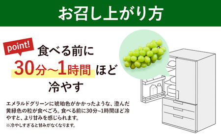 【先行予約】岡山県産 ぶどう マスカット・オブ・アレキサンドリア 600g 株式会社 はちや《8月下旬-9月下旬頃出荷》【配送不可地域あり】