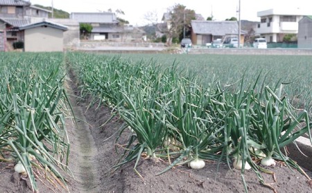 【新玉予約】トロっと甘い！！淡路島産新玉ねぎ 10㎏◆R9.3月上旬～5月中旬発送