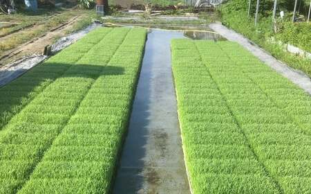 A285  みやまのきよみず米 にこまる 5kg（白米） 【2025年11月上旬より順次発送予定】 米 おこめ 精米 コメ ごはん ブランド米 食品