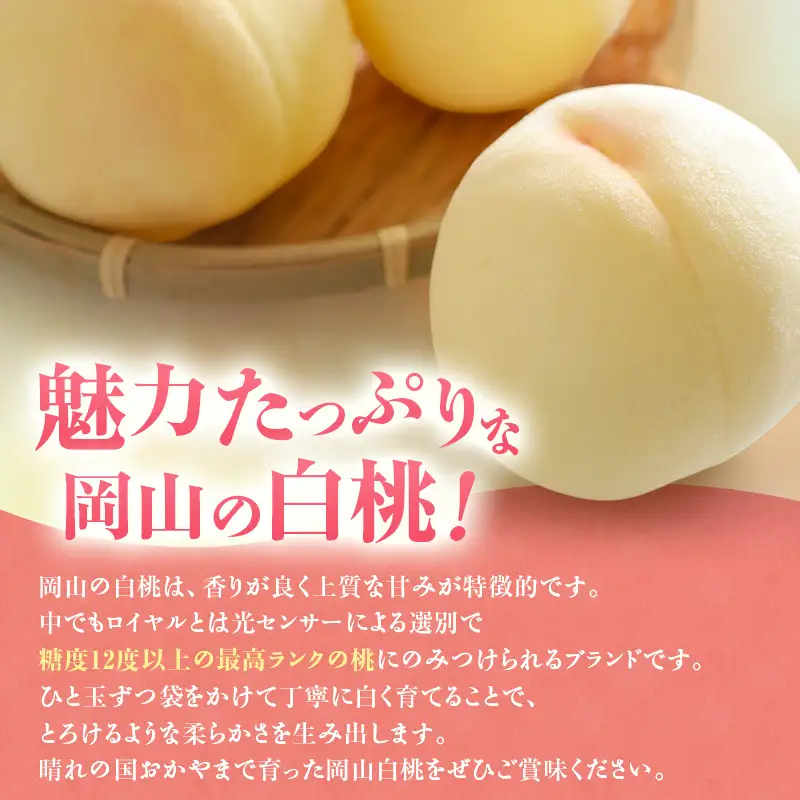 【2026年先行受付】 白桃 シャインマスカット 晴王 約1.2kg セット 桃 2玉 ぶどう 1房 岡山県産  御中元 ギフト 御礼 プレゼント 御礼 御祝 御供 果物 くだもの フルーツ もも モモ 葡萄 ブドウ