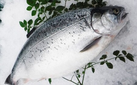 ＜ R8年熊本地震復興支援 ＞南国サーモン 約400g 皮付き 200g×2個 サーモン 鮭 サケ さけ 刺身 焼き鮭 魚 魚介 冷蔵 熊本県 上天草市 【2027年3月上旬～4月下旬迄発送予定】