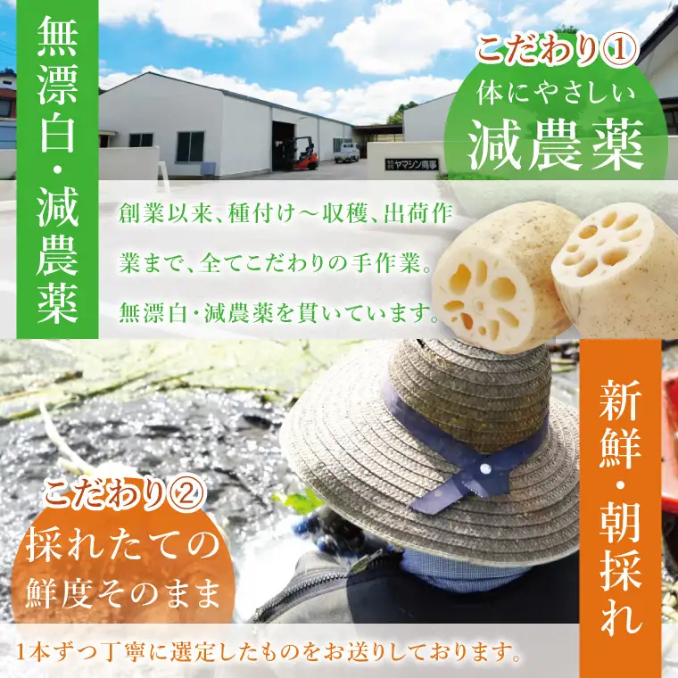 ヤマシン蓮根　１kg|レンコン  食物繊維 新鮮 シャキシャキ  茨城県 阿見町（98-02）