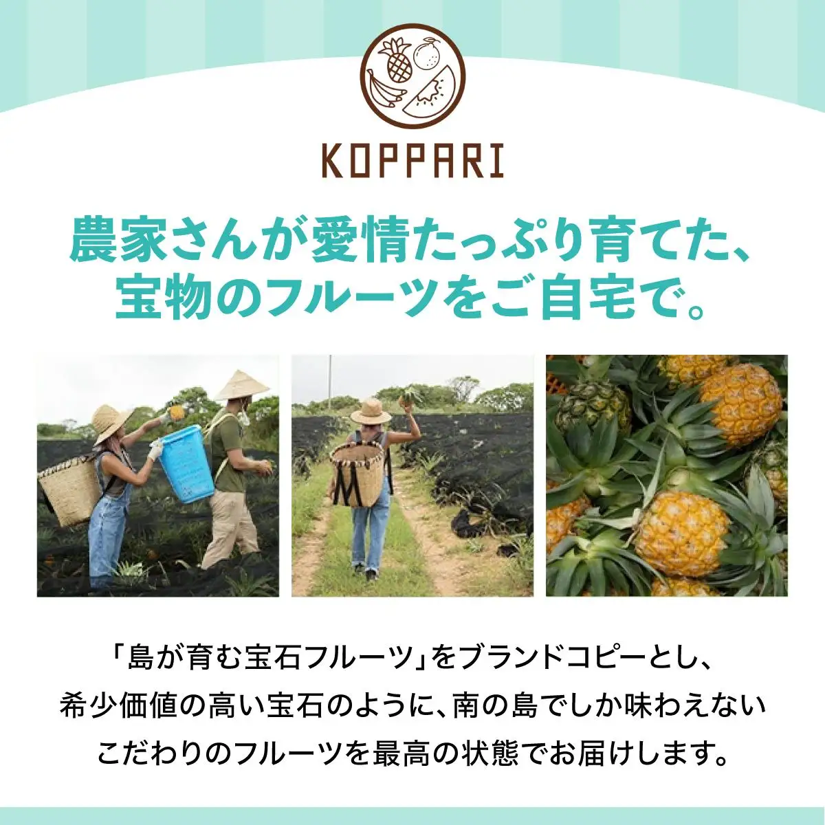 パイナップル 訳あり 石垣島産 スナックパイン 約4kg